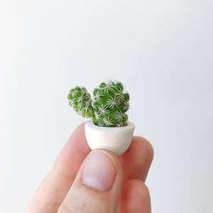 Thor, the strongest small cactus