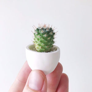 Such a small Cactus