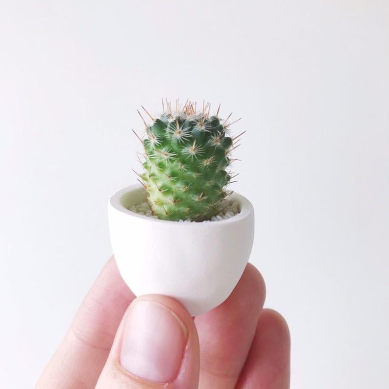Such a small Cactus