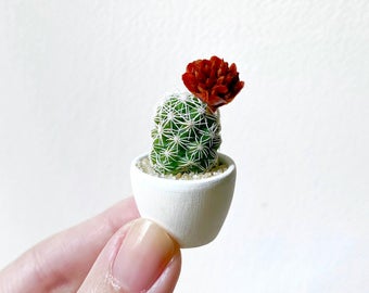 Bloomin' small Cactus