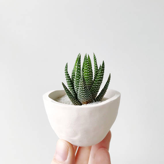 Out of Stock Cactus